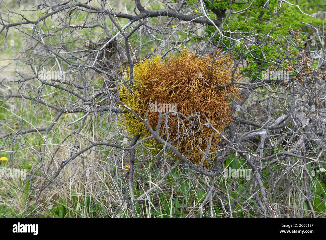 Orange colored lichen growing on a tree, Patagonia National Park, Chacabuco valley near Cochrane, Aysen Region, Patagonia, Chile Stock Photo