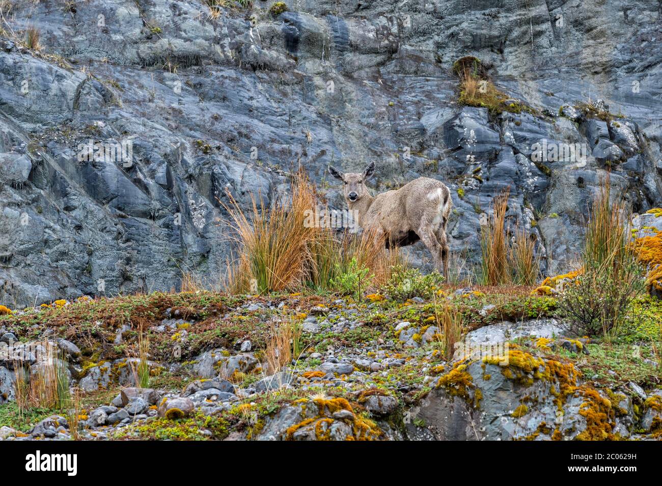 Female South Andean Deer (Hippocamelus bisulcus) in a rocky environment, Aysen Region, Patagonia, Chile Stock Photo