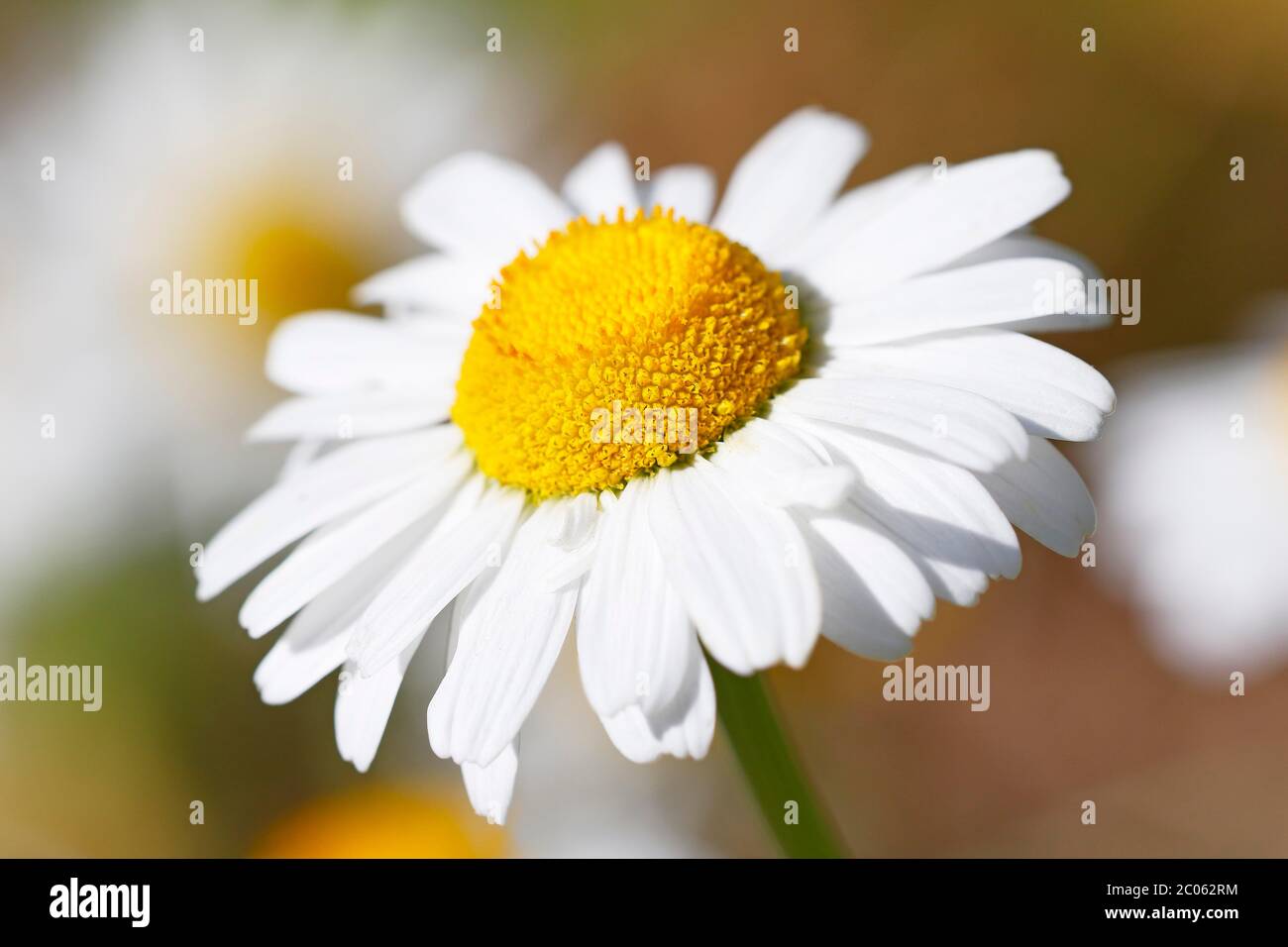 Ox-eye daisy (Leucanthemum vulgare), flower, Schleswig-Holstein ...