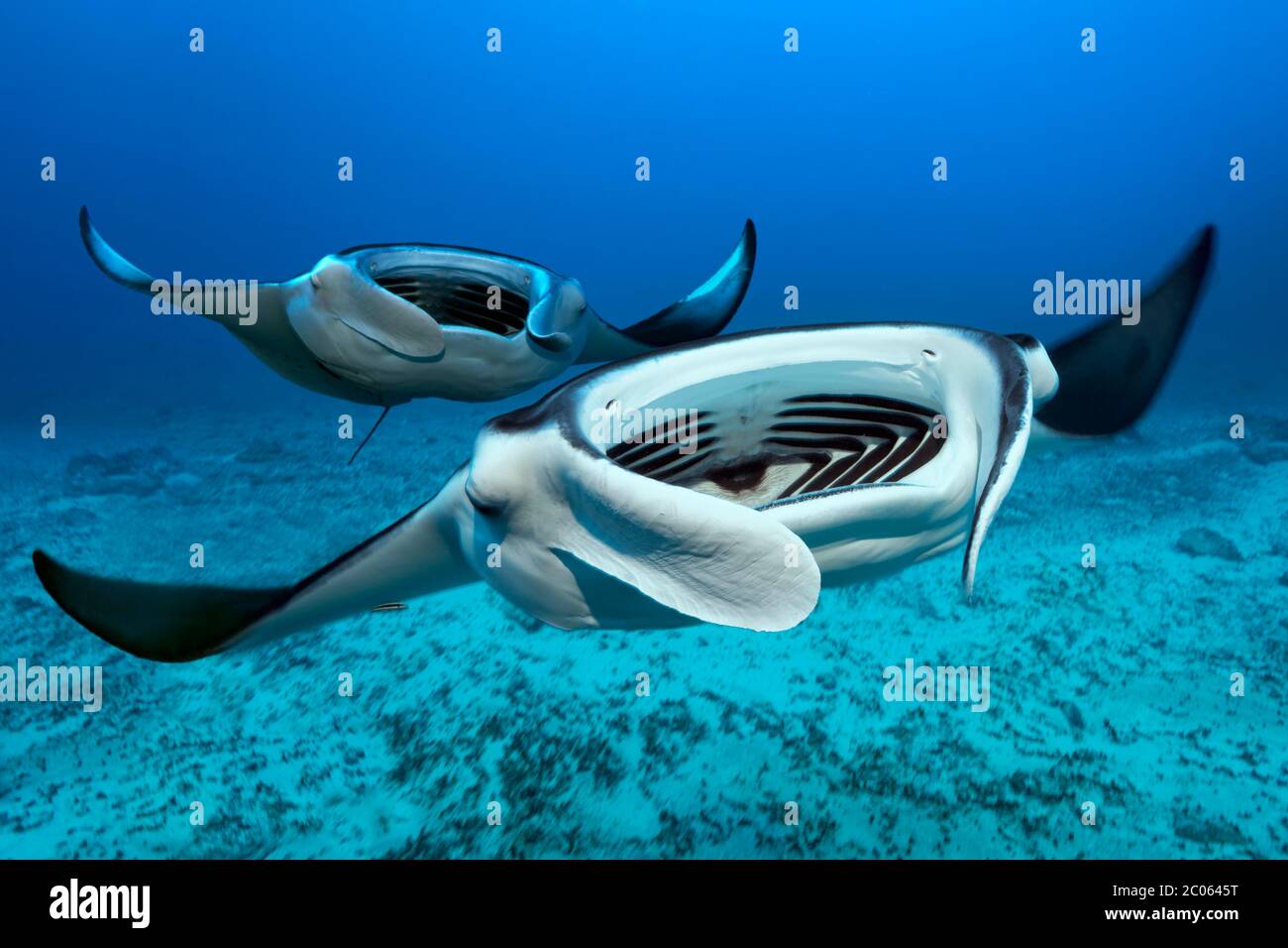 Two Reef manta rays (Mobula alfredi) swims with open mouth over sandy bottom, from the front, Great Barrier Reef, Coral Sea, Pacific Ocean, Australia Stock Photo