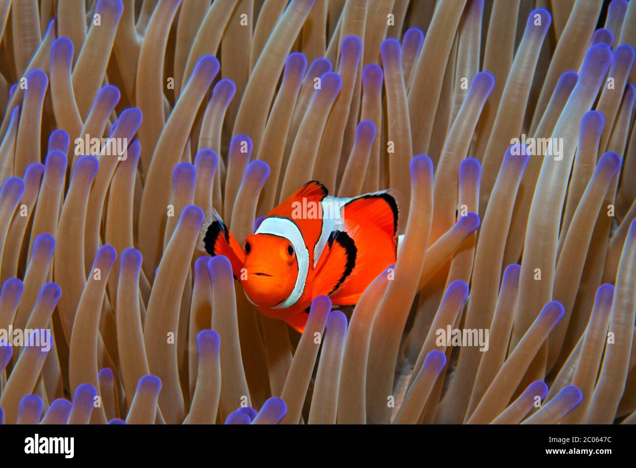 Ocellaris Clownfish (Amphiprion ocellaris) in Magnificent sea anemone (Heteractis magnifica), Great Barrier Reef, Coral Sea, Pacific Ocean, Australia Stock Photo