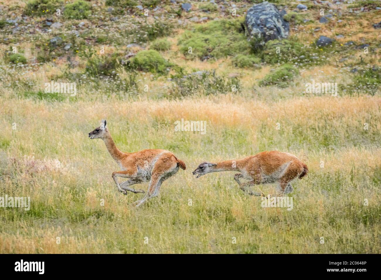 Guanacos (Llama guanicoe), two animals hunting each other, Torres del Paine National Park, Region de Magallanes y de la Antartica Chilena Stock Photo
