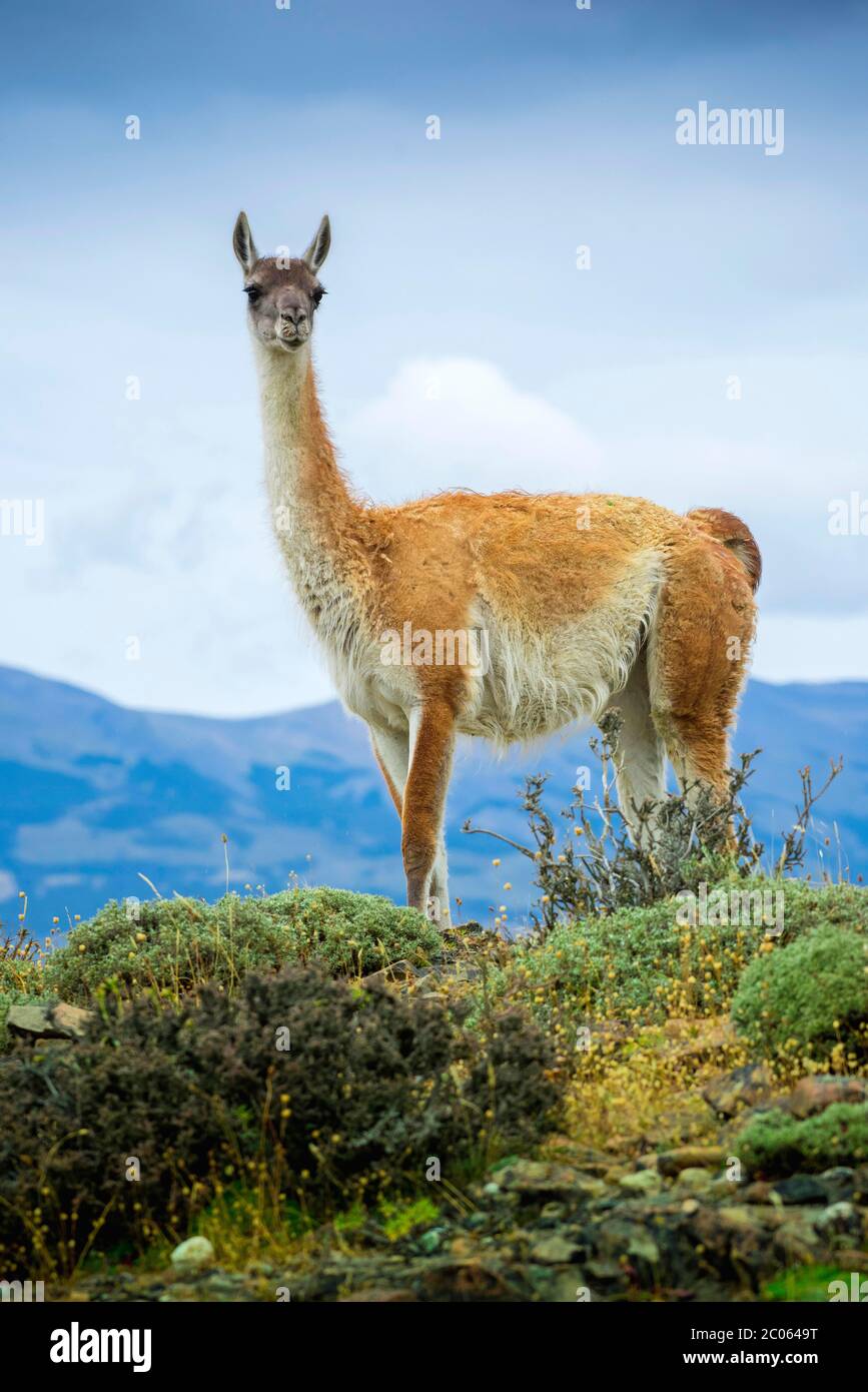 Guanaco (Llama guanicoe), also , is on lookout, Torres del Paine National Park, Region de Magallanes y de la Antartica Chilena, Patagonia, Chile Stock Photo