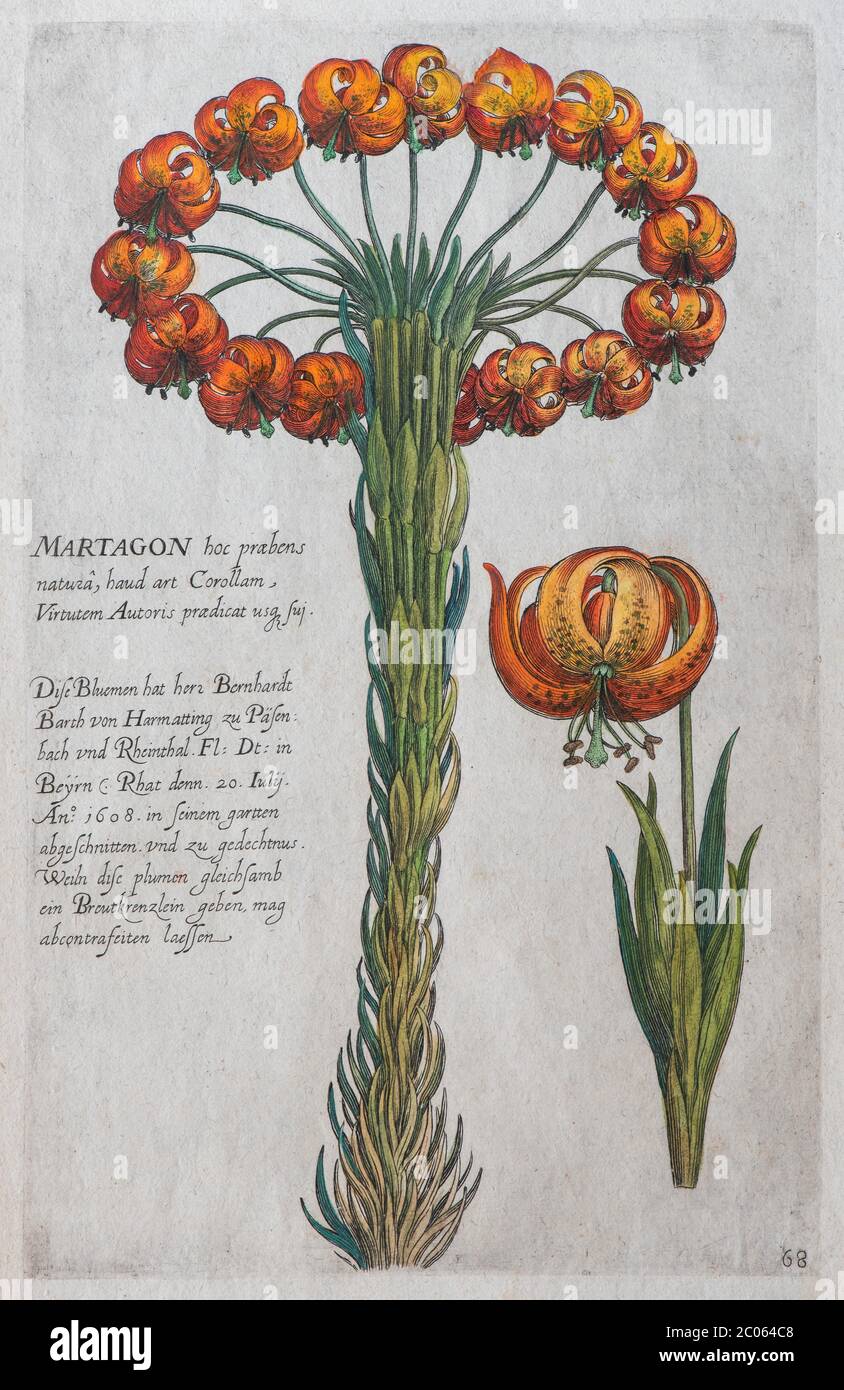 Martagon lily (Lilium martagon), hand-coloured copper engraving by Johann Theodor de Bry, from Florilegium Novum, 1611 Stock Photo