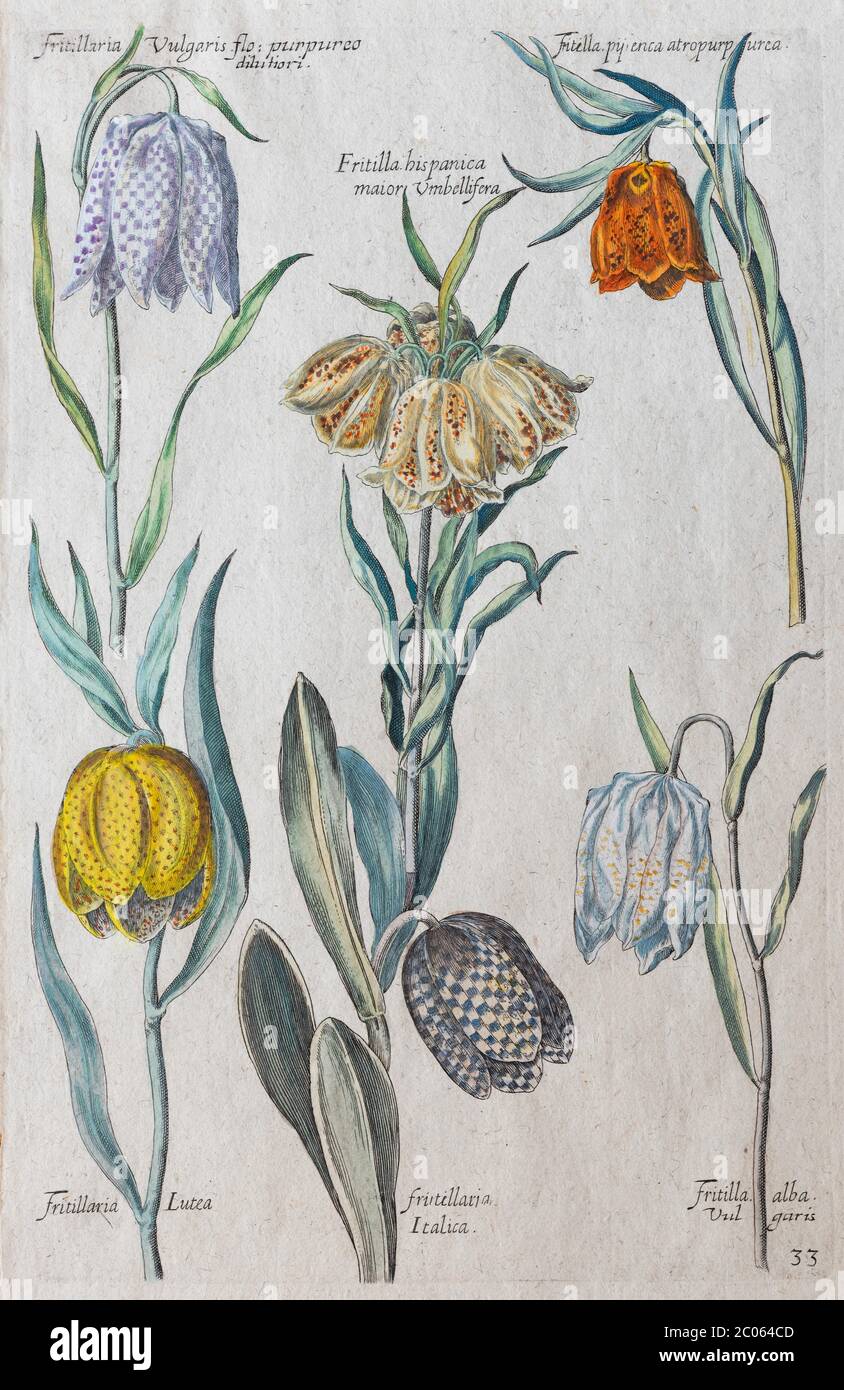 Snake's head fritillaries (Fritillaria meleagris), hand-coloured copper engraving by Johann Theodor de Bry, from Florilegium Novum, 1611 Stock Photo