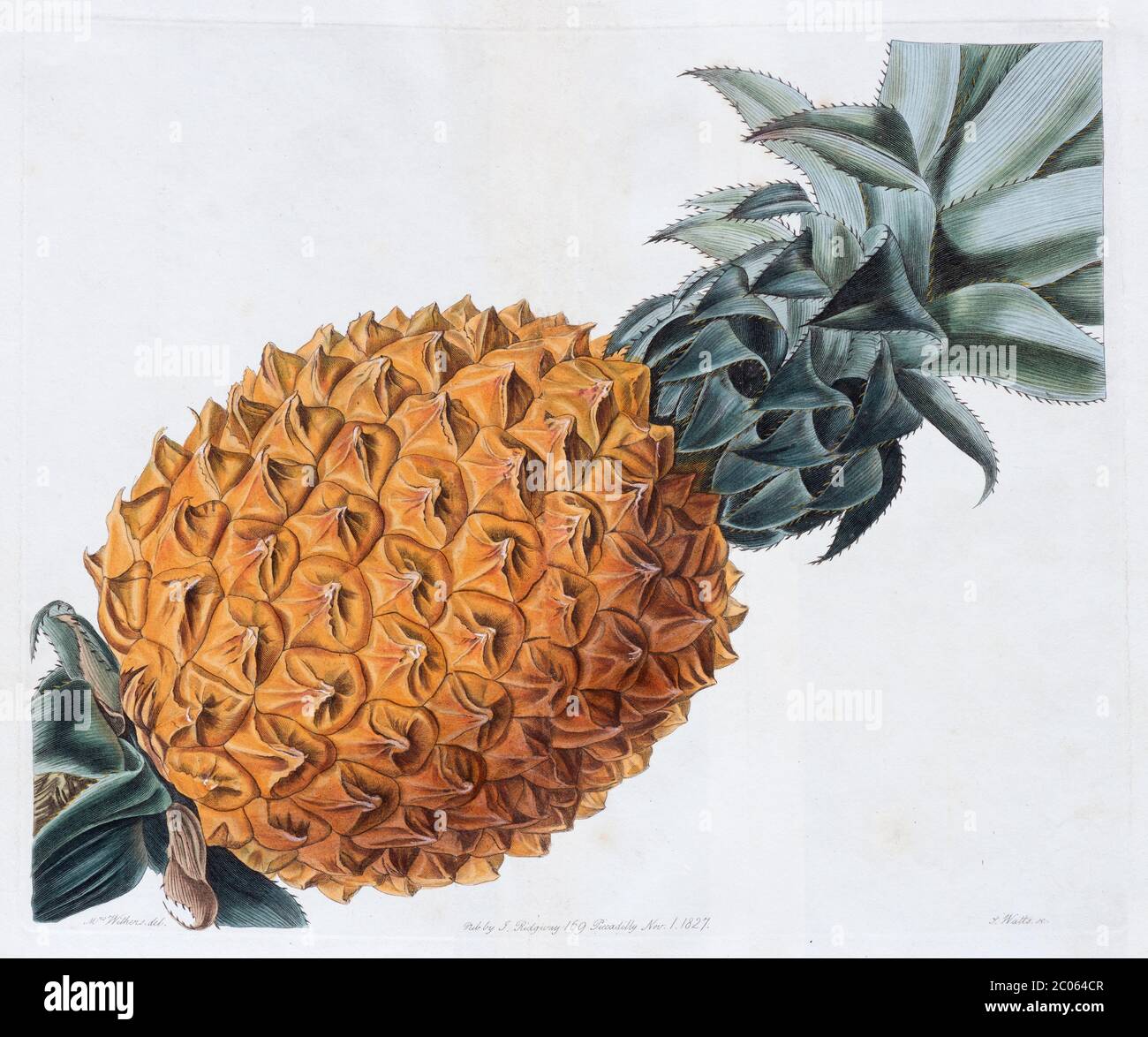 Pineapple Fruit (Ananas comosus), copperplate etching with old colour and protein enhancement by Simon Watts, from Pomological Magazine, London Stock Photo