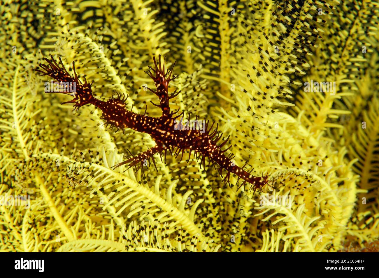 Ornate ghost pipefish (Solenostomus paradoxus) in Feather star (Crinoidea), Great Barrier Reef, Coral Sea, Pacific Ocean, Australia Stock Photo