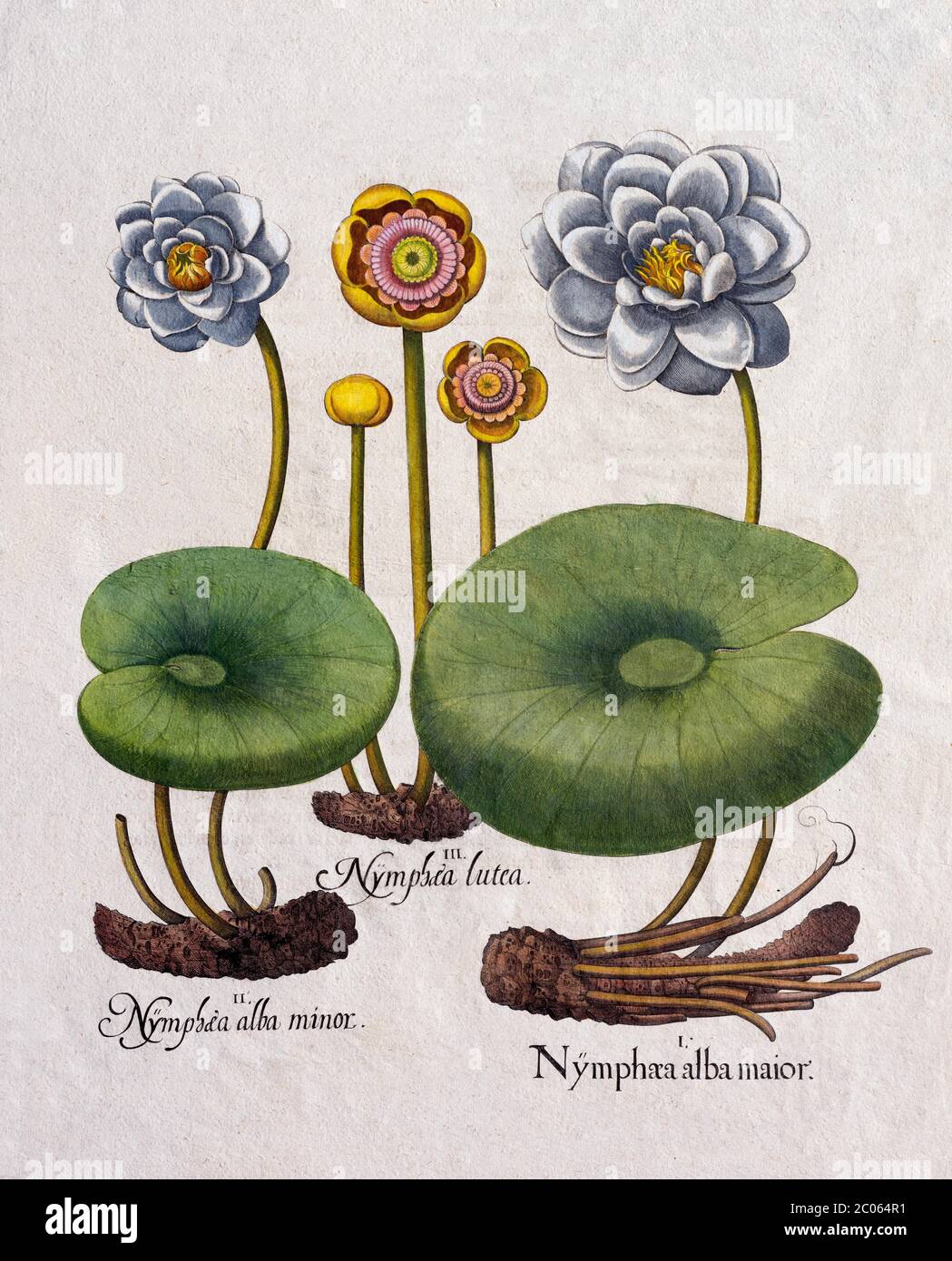 Water lilies (Nymphaea), hand-coloured copper engraving by Basilius Besler, from Hortus Eystettensis, 1613 Stock Photo