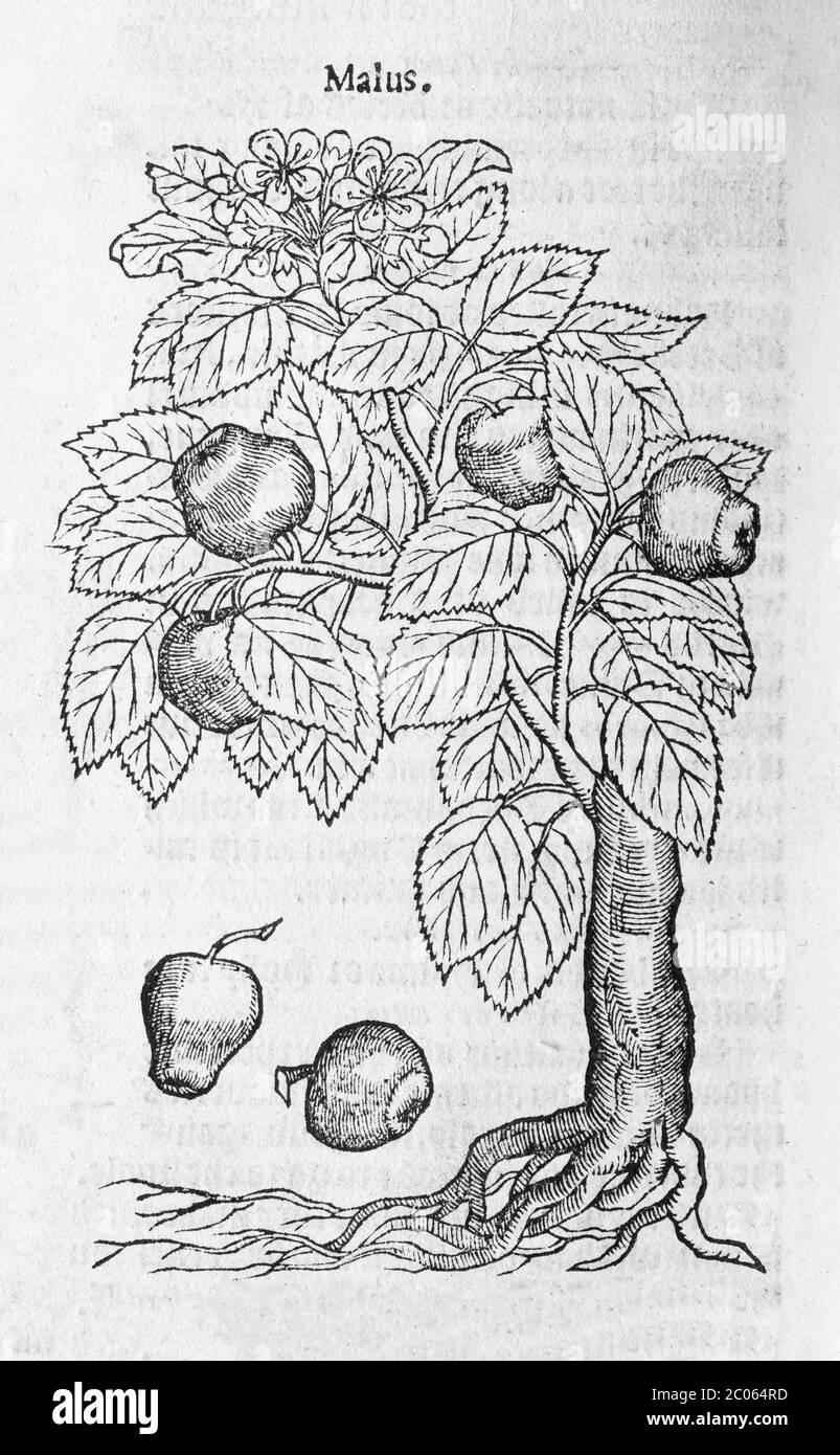 Apple tree (Malus), woodcut, from A new herbal or historie of plants by Rembert Dodoens (1516-1585), London, England, 1578 Stock Photo