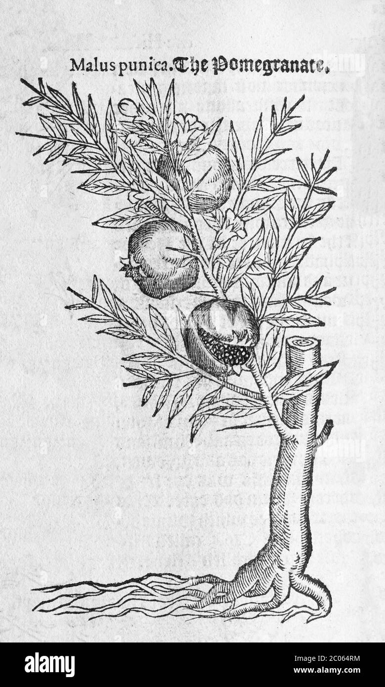 Pomegranate (Punica granatum), woodcut, from A new herbal or historie of plants by Rembert Dodoens (1516-1585), London, England, 1578 Stock Photo
