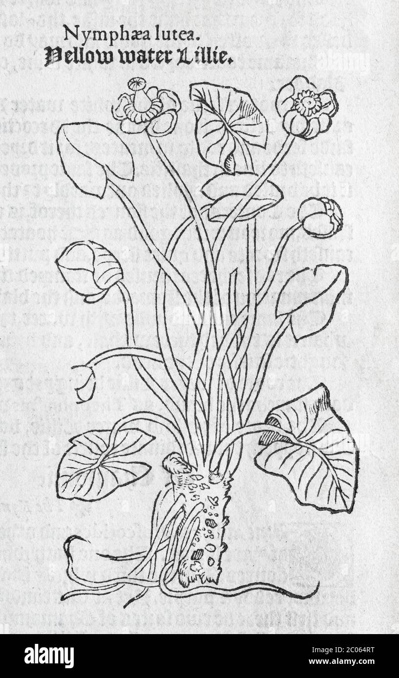 Water lilies (Nymphaea), woodcut, from A new herbal or historie of plants by Rembert Dodoens (1516-1585), London, England, 1578 Stock Photo