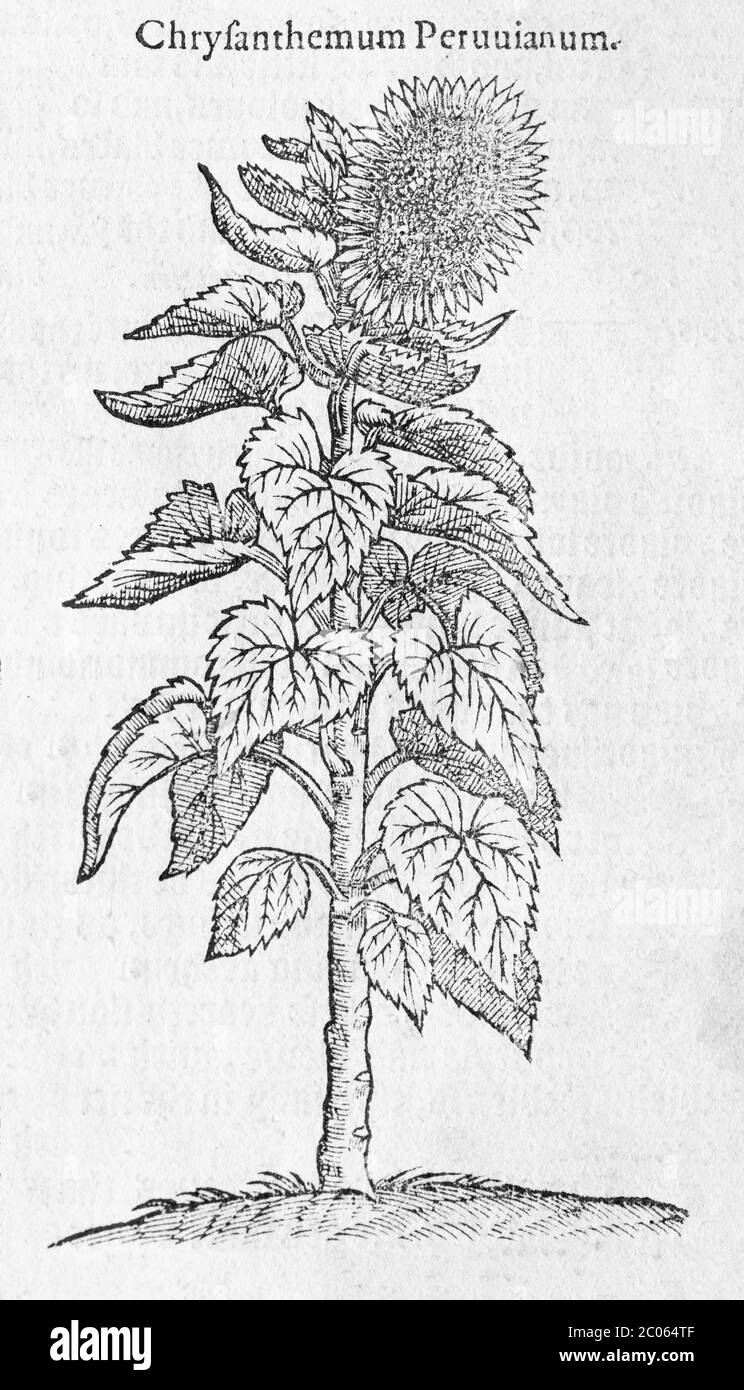 Sunflower (Helianthus annuus), woodcut, from A new herbal or historie of plants by Rembert Dodoens (1516-1585), London, England, 1578 Stock Photo