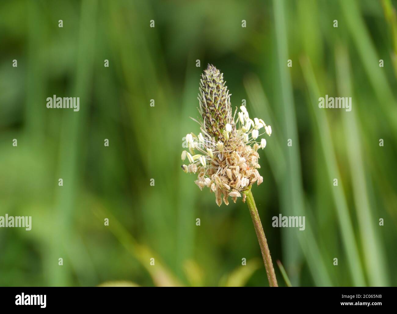 Plantago lanceolata Stock Photo Alamy