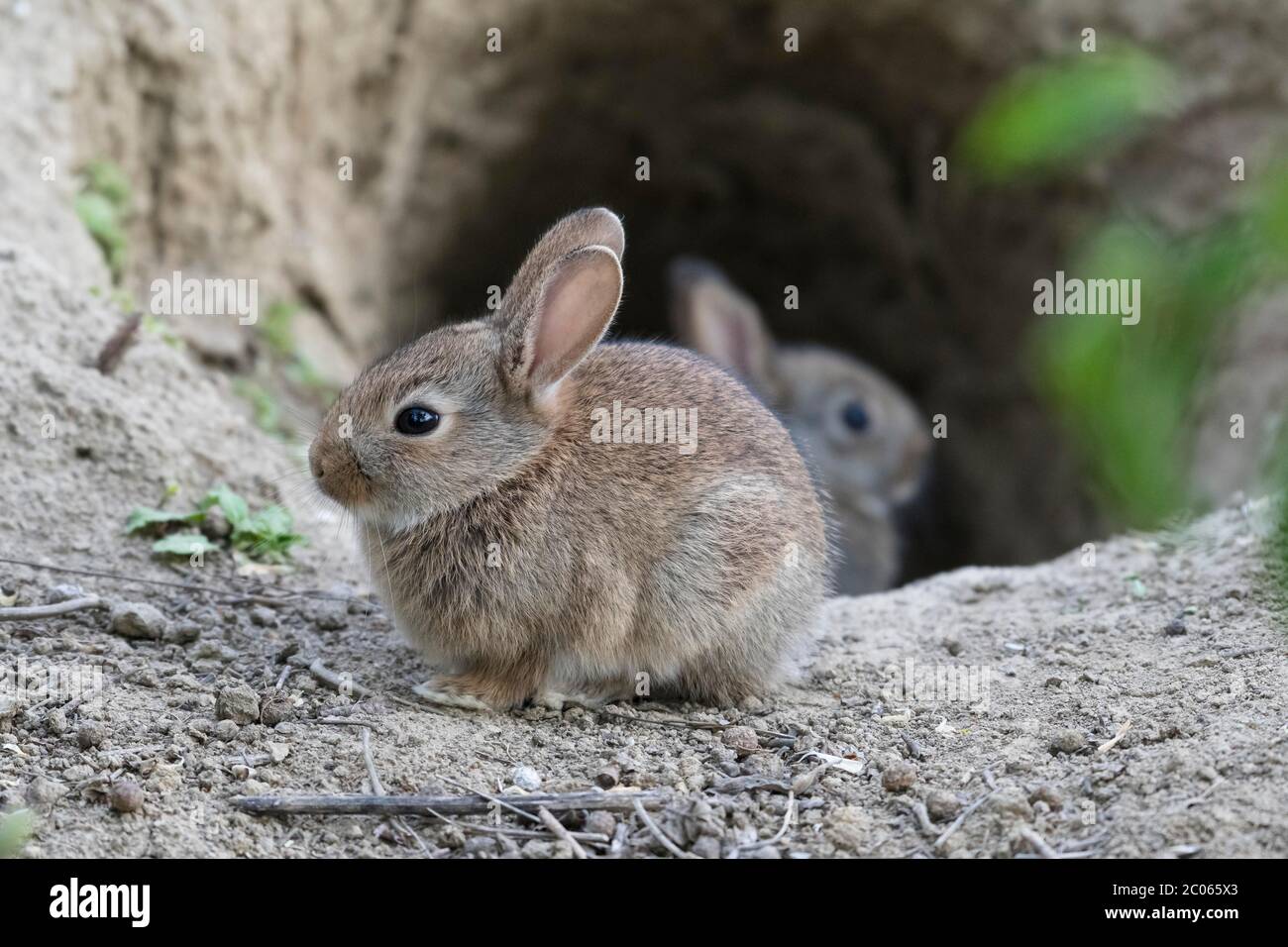 European rabbit (Oryctolagus cuniculus) hopping from Bau, Lower Austria, Austria Stock Photo