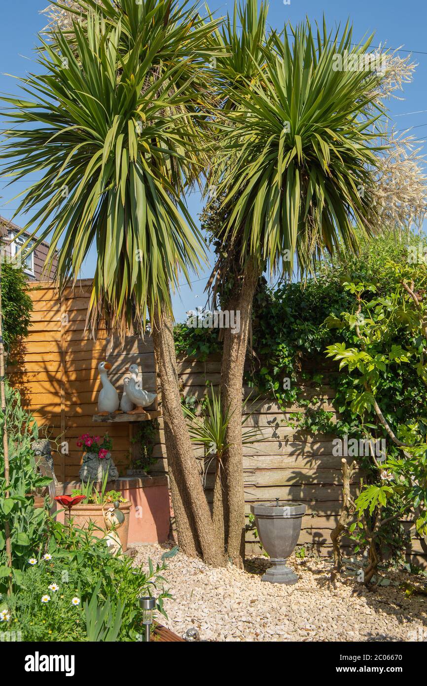 Cordyline Australis Uk Height Cheap www.oceanproperty.co.th