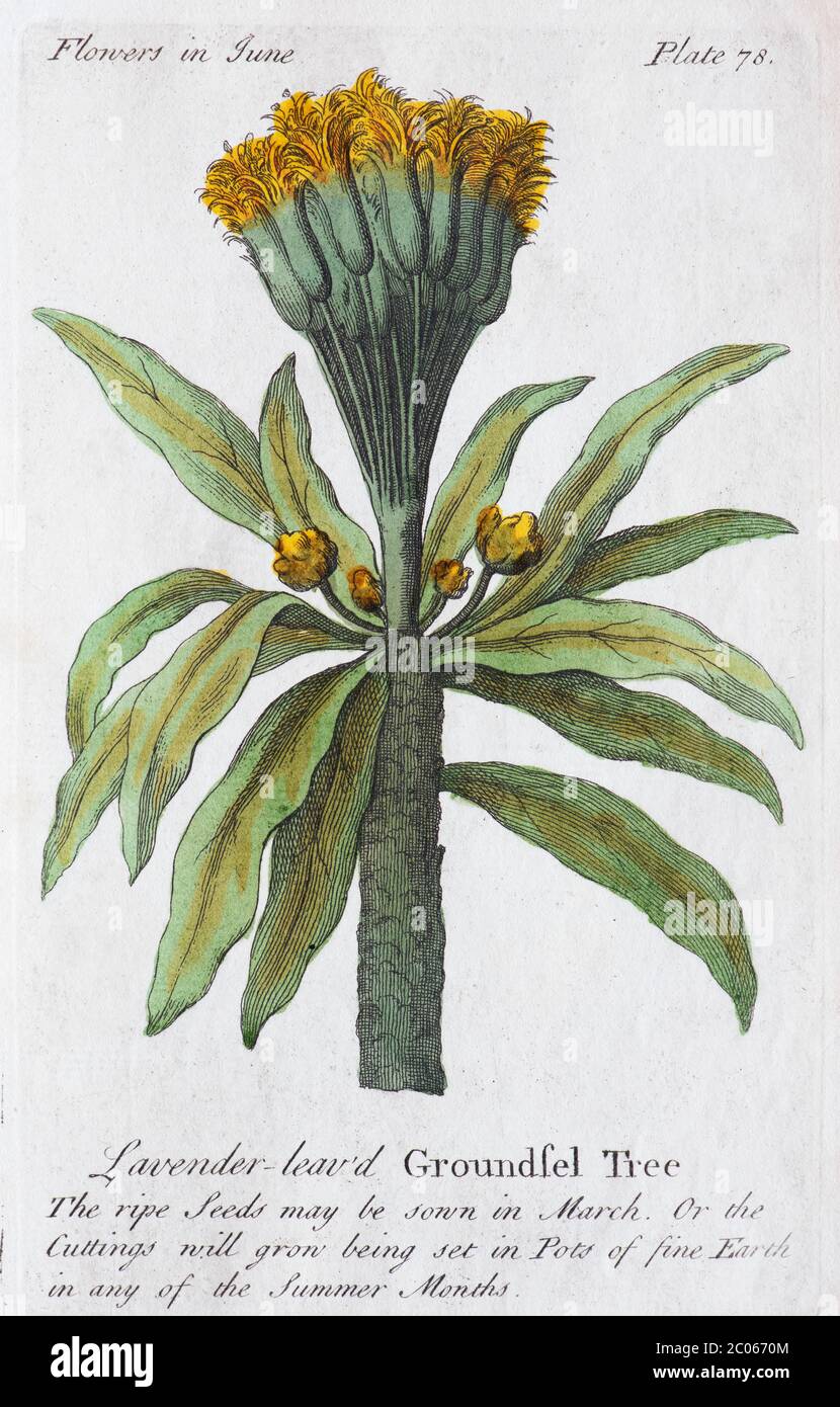 Cross bush (Baccharis halimifolia), hand-coloured copperplate engraving by J. Duke, from The complete florist, London, England, 1747 Stock Photo