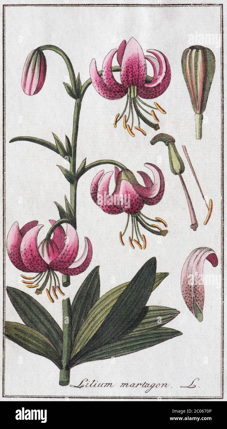 Martagon lily (Lilium martagon), hand-coloured copper engraving by Johannes Zorn, from Cones plantarum medicinalium, Nuremberg, Germany, 1796 Stock Photo
