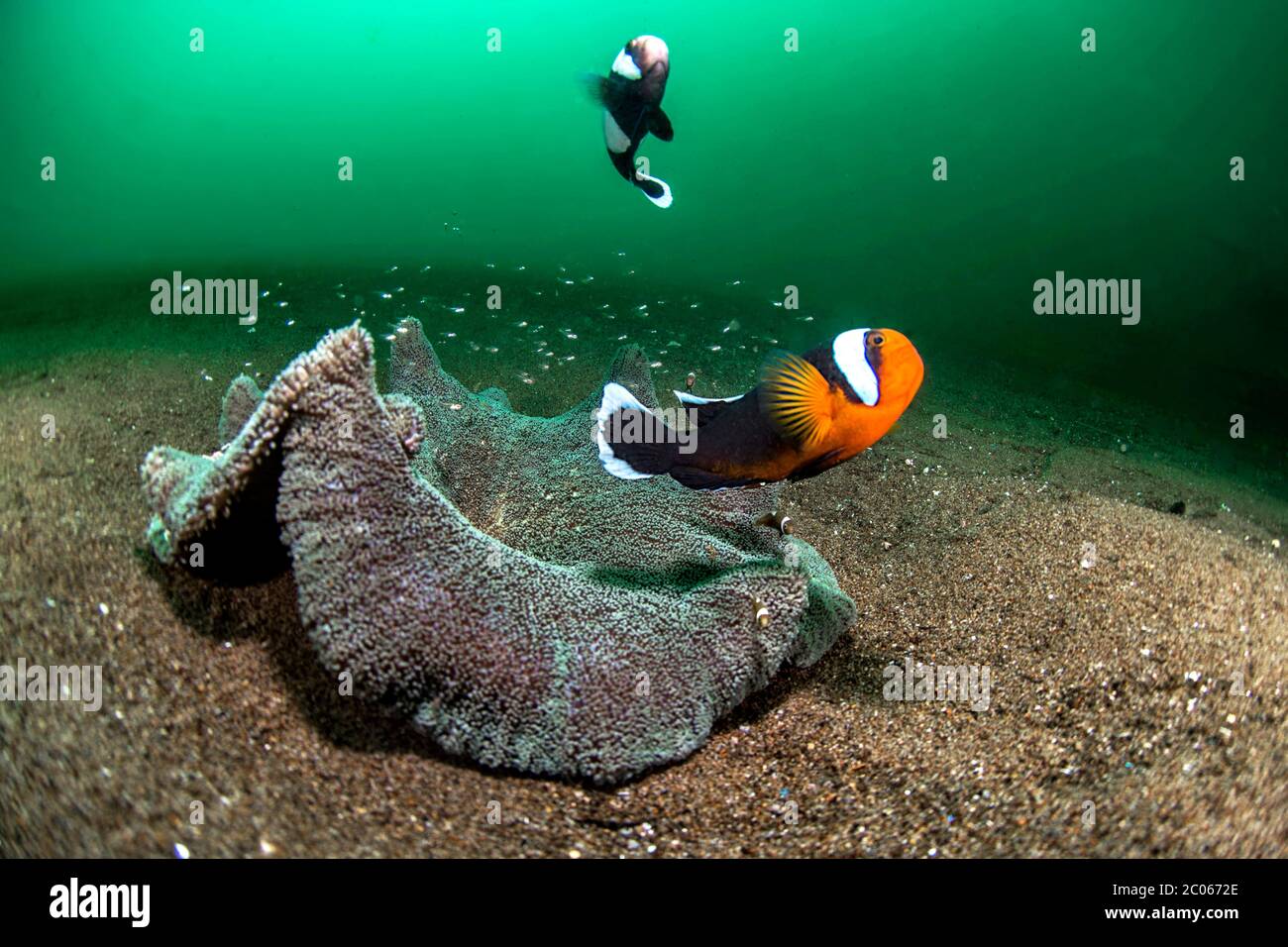 Pair of animals from Saddleback clownfish (Amphiprion polymnus) and Haddon's Carpet Anemone (Stichodactyla haddoni) with fry, Dauin, Philippines Stock Photo