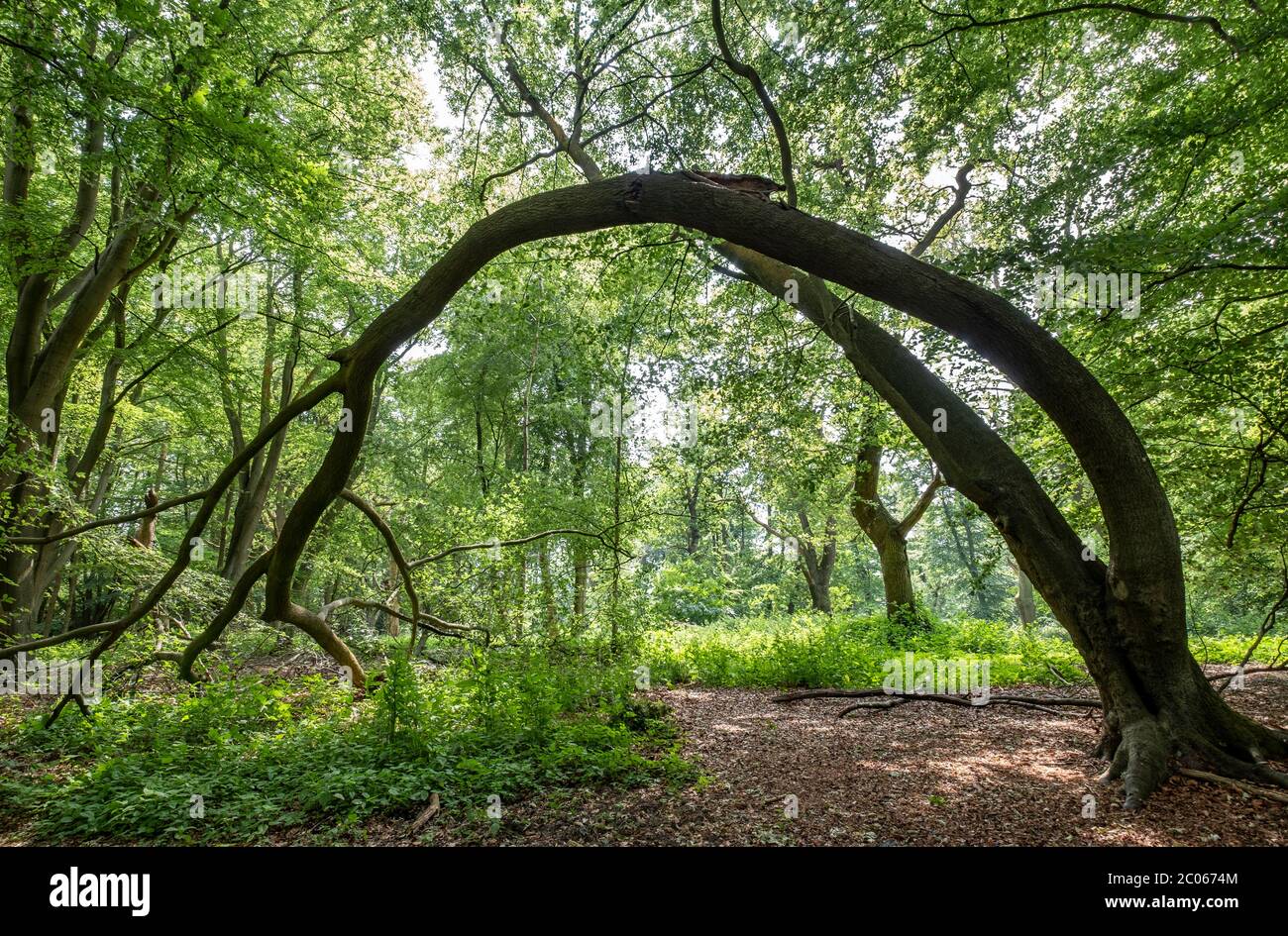 A large bent tree forming an arch in woodland near Worcester, UK. Stock Photo