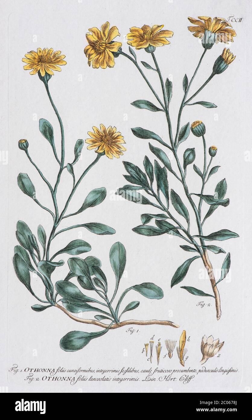 African Jacob's wort (Othonna petiolaris), hand-coloured copper engraving from The English Garden Book by Philipp Miller, 1750 Stock Photo
