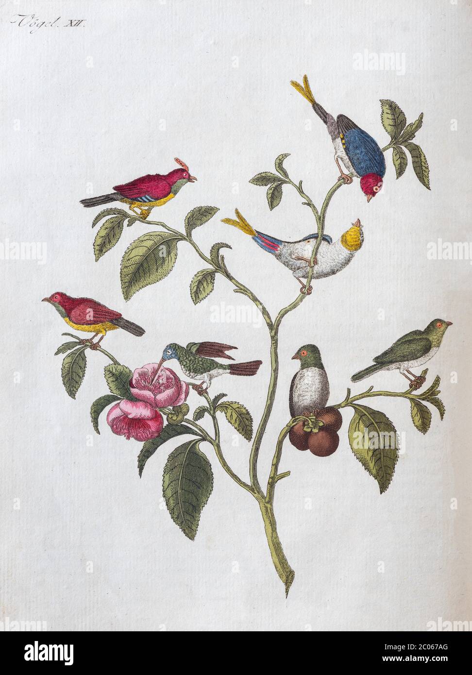 Chinese dwarfSparrows (Passeridae) and (hummingbird (Trochilidae), hand-coloured copperplate engraving from Friedrich Justin Bertuch Picture Book for Stock Photo
