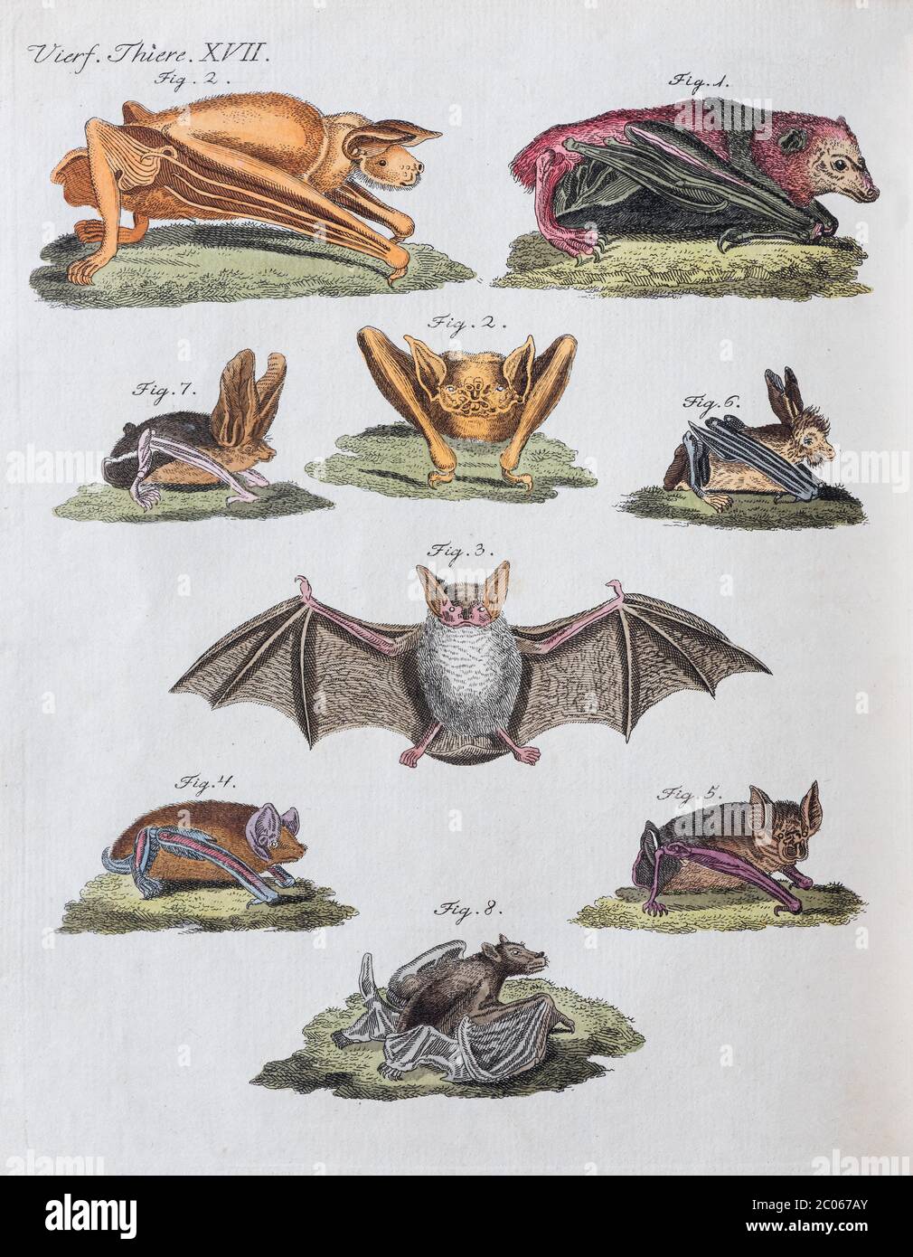 Microbats (Microchiroptera), hand-colored copperplate engraving from Friedrich Justin Bertuch Picture Book for Children, 1801, Weimar, Germany Stock Photo