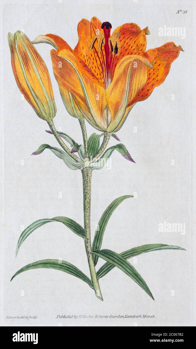 Fire lily (Lilium bulbiferum), copper engraving by William Curtis, from Curtis's Botanical Magazine, London 1790 Stock Photo
