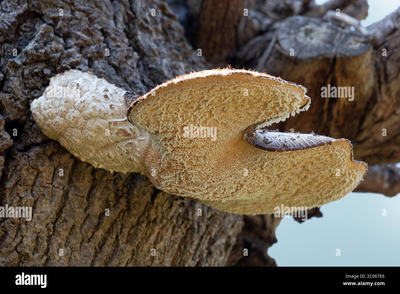 Dryad's saddle mushroom growing on a dead tree stump Stock Photo