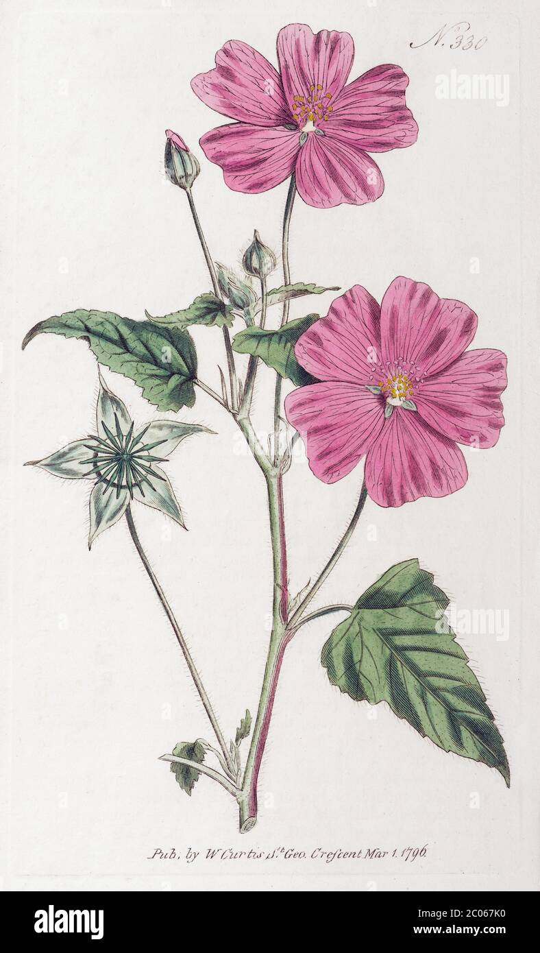 Mallow (Anoda cristata), hand-coloured copperplate engraving from William Curtis Botanical Magazine, London, 1796 Stock Photo