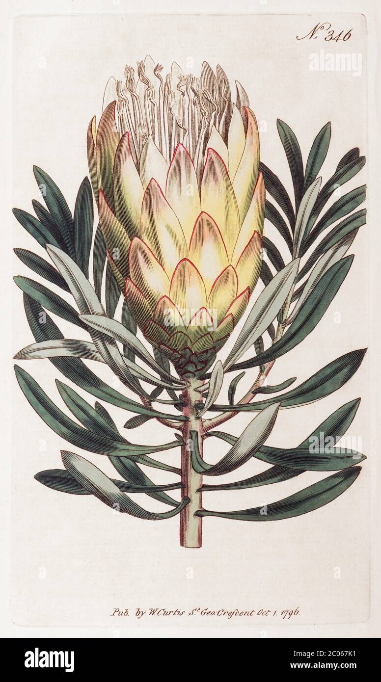 Common sugarbush (Protea repens), hand-coloured copperplate engraving from William Curtis Botanical Magazine, London, 1796 Stock Photo