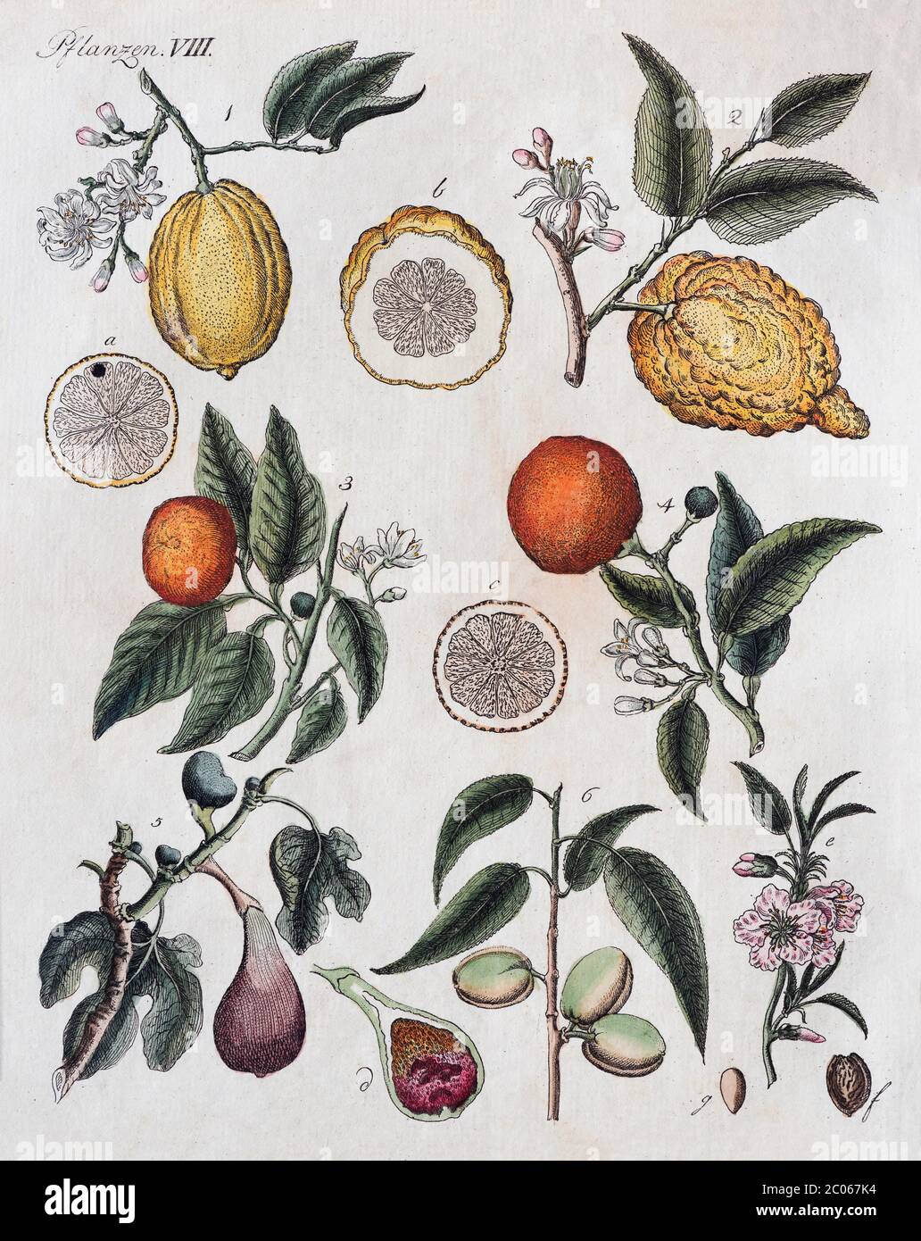 Citruses (Citrus), fig (Ficus carica) and almond (Prunus dulcis), tropical fruits, hand-coloured copperplate engraving from Friedrich Justin Bertuch Stock Photo