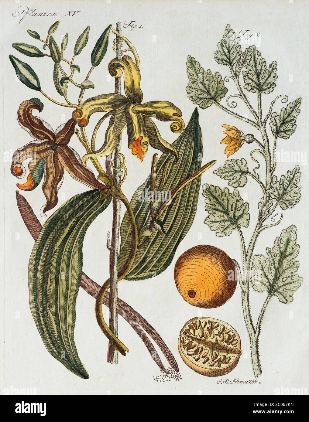 Vanilla (Vanilla planifolia) and Bitter apple (Citrullus colocynthis), hand-coloured copperplate engraving from Friedrich Justin Bertuch Bilderbuch Stock Photo