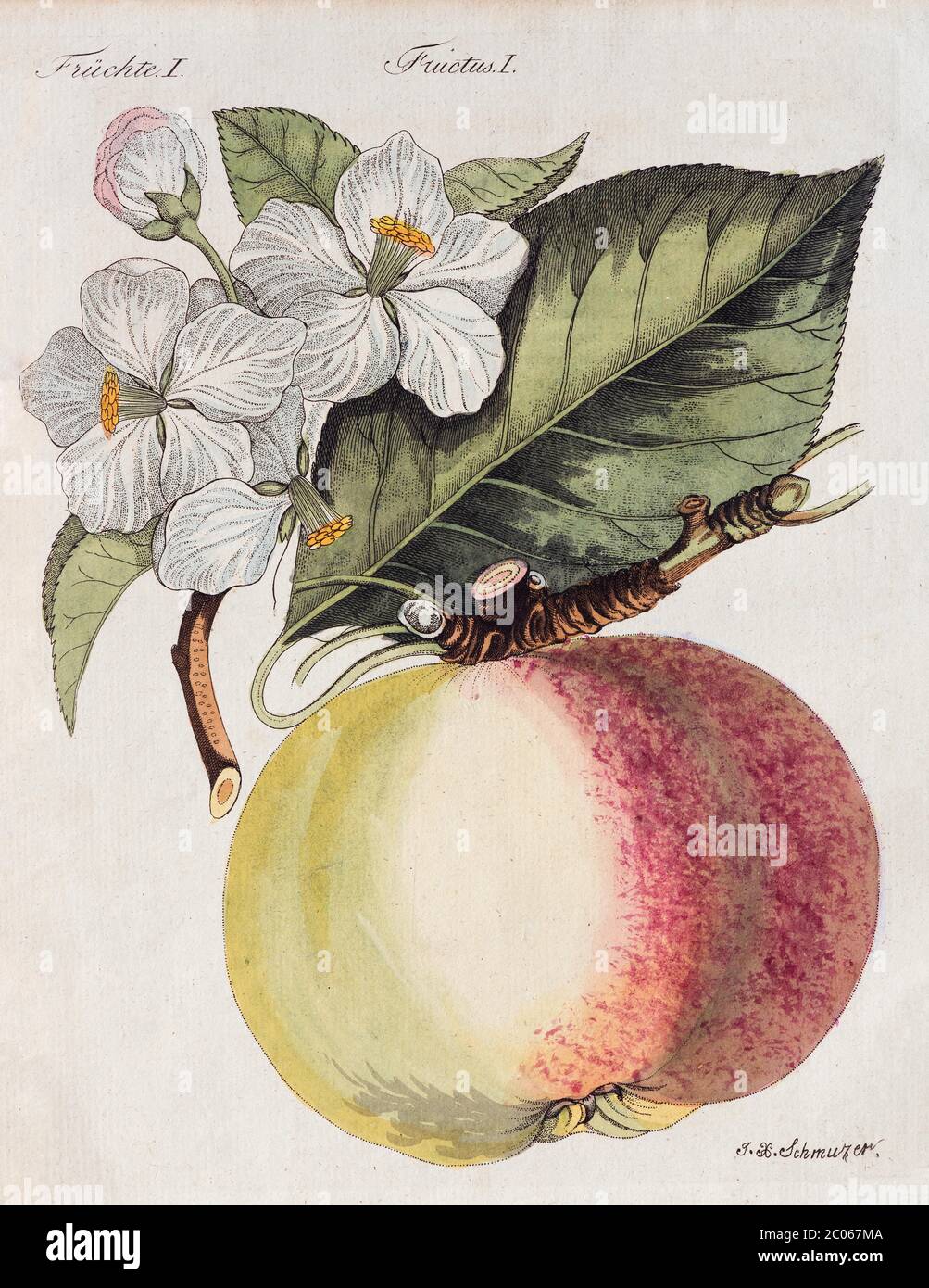 Boskoop, Apple tree (Malus domestica), hand-coloured copperplate engraving from Friedrich Justin Bertuch picture book for children, 1805, Weimar Stock Photo