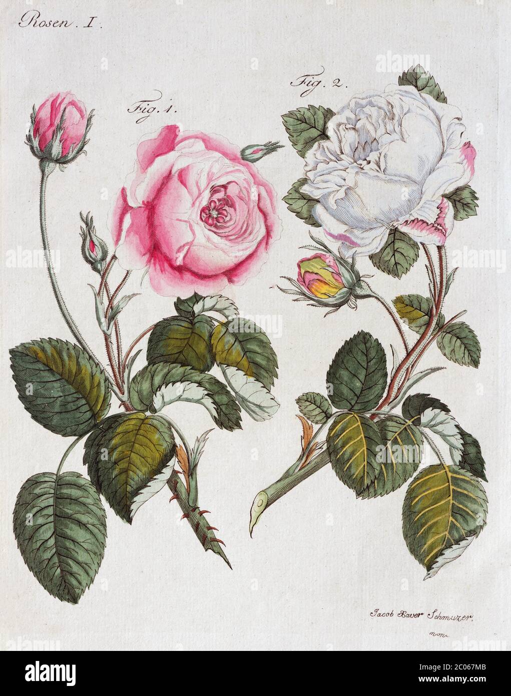 Red and white roses (Rosa centifolia), hand-colored copperplate engraving from Friedrich Justin Bertuch Picture Book for Children, 1801, Weimar Stock Photo