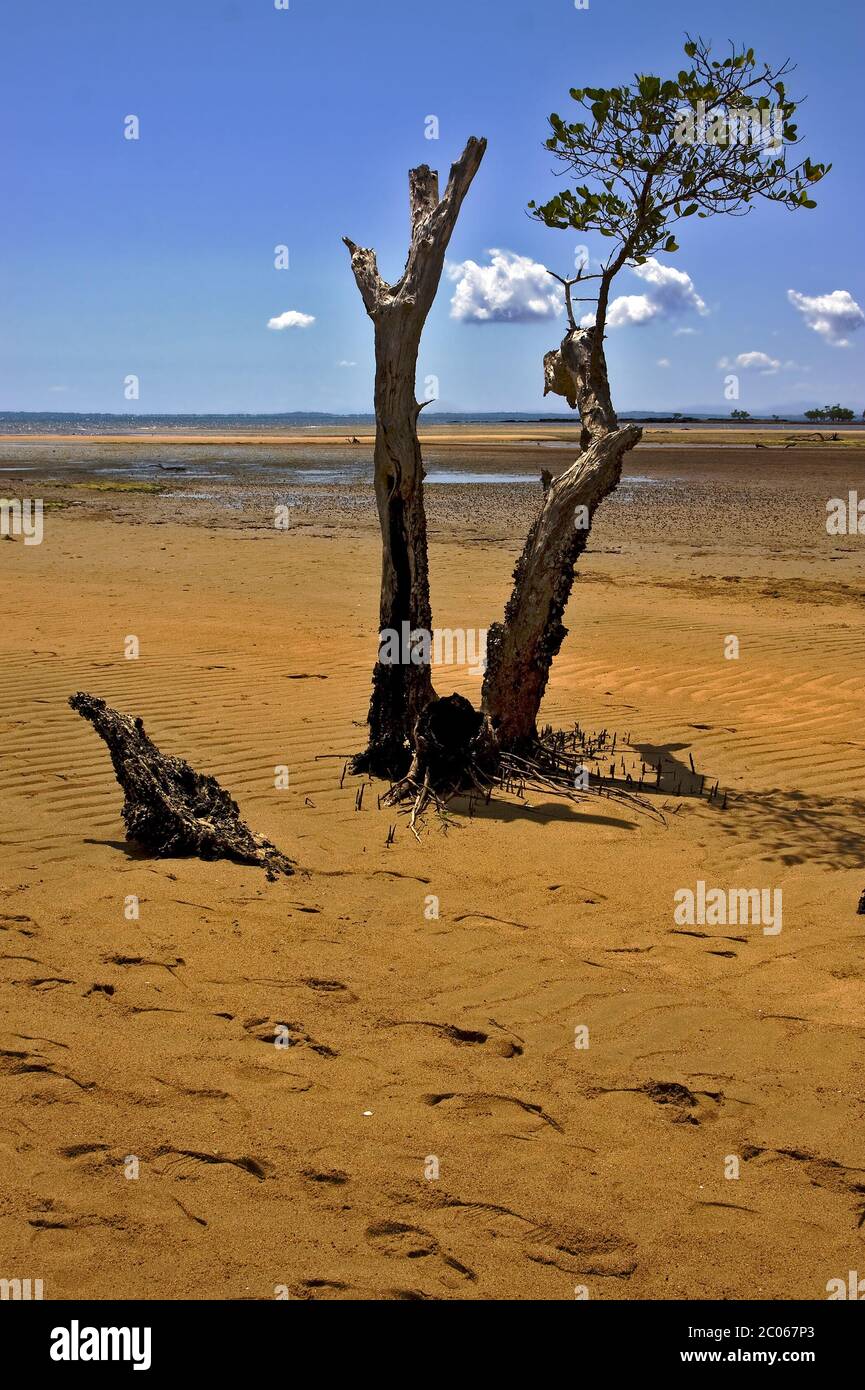 lokobe tree in madagascar Stock Photo