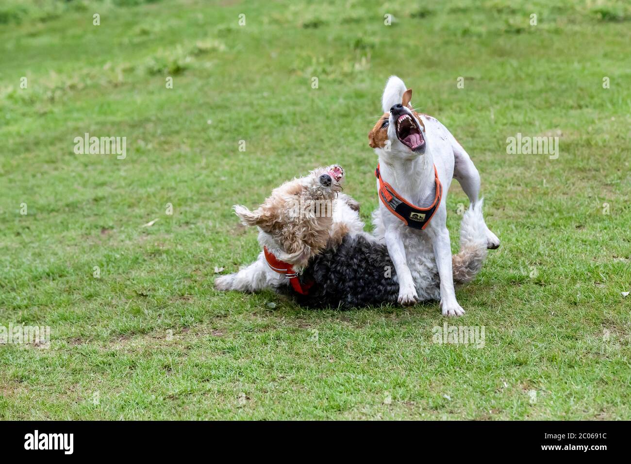 A Wire Hair Fox Terrier and Jack Russell Terrier playing rough in Abington Park, Northampton, England, UK. Stock Photo