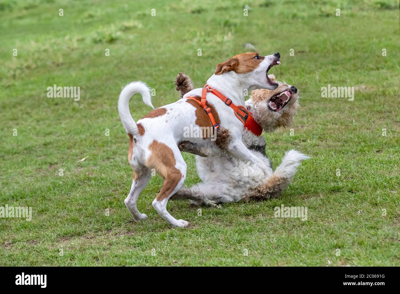 Russells wire store fox terriers