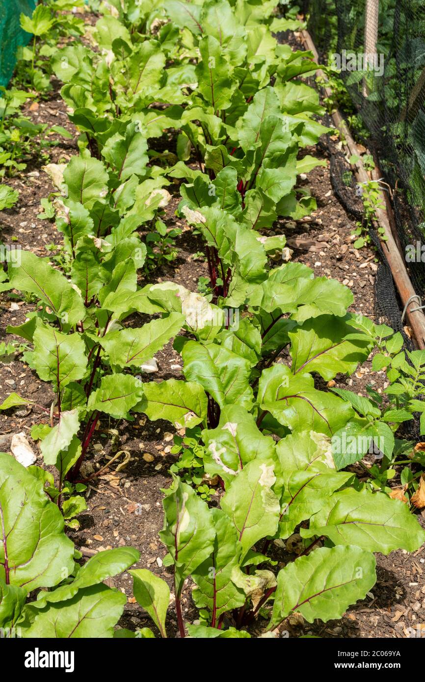 Growing beetroot plants in a vegetable garden in June, UK Stock Photo
