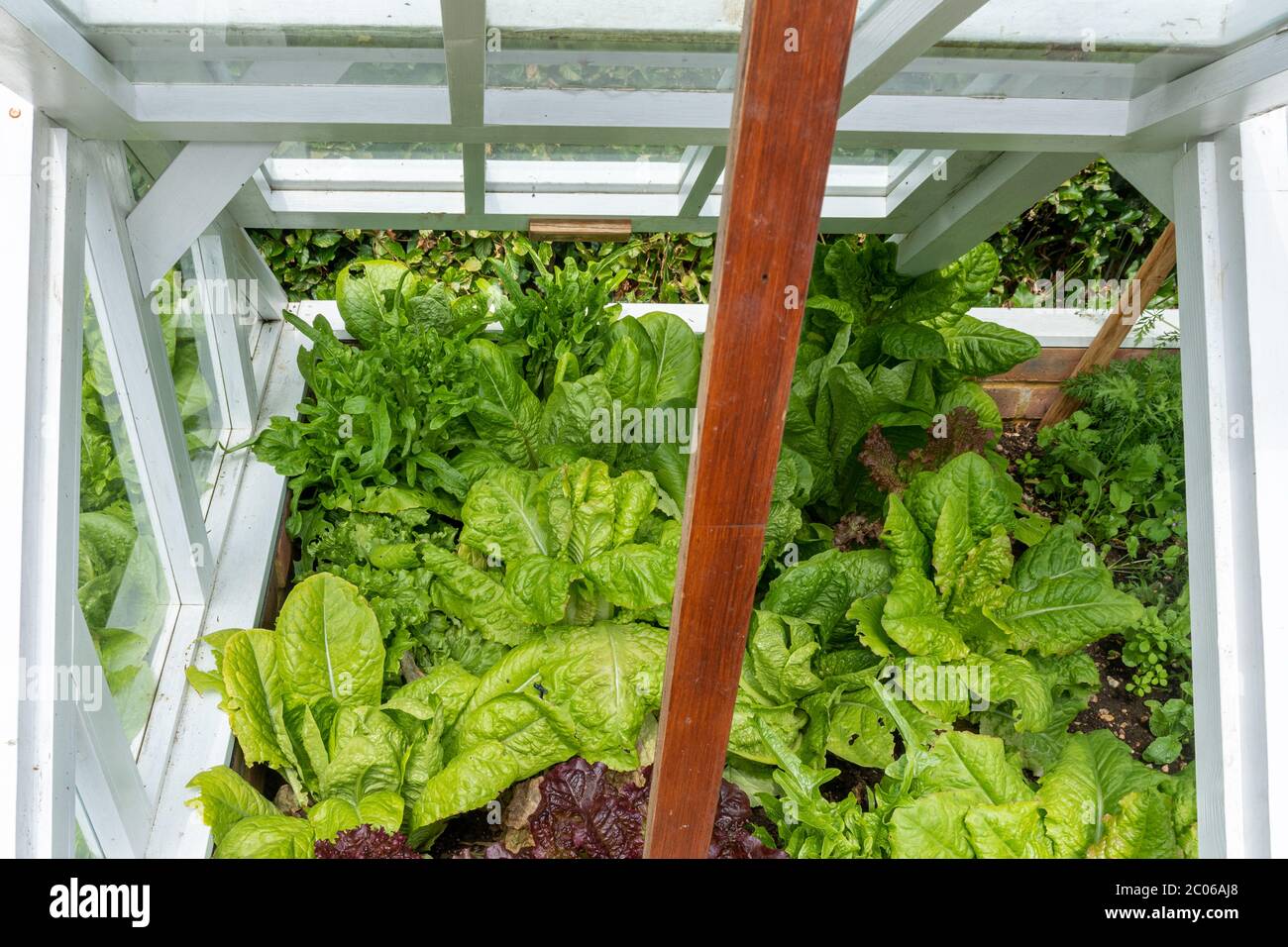 Lettuces and other salad leaf plants growing in a cold frame in a garden in June, UK Stock Photo