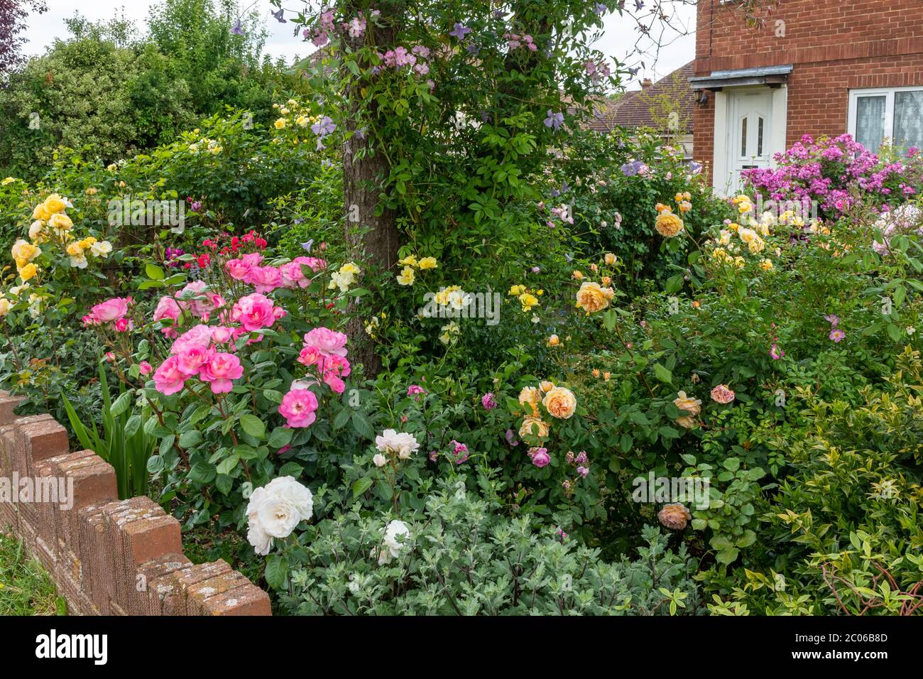 Variety of colourful (colorful) roses in a front garden during June, UK Stock Photo