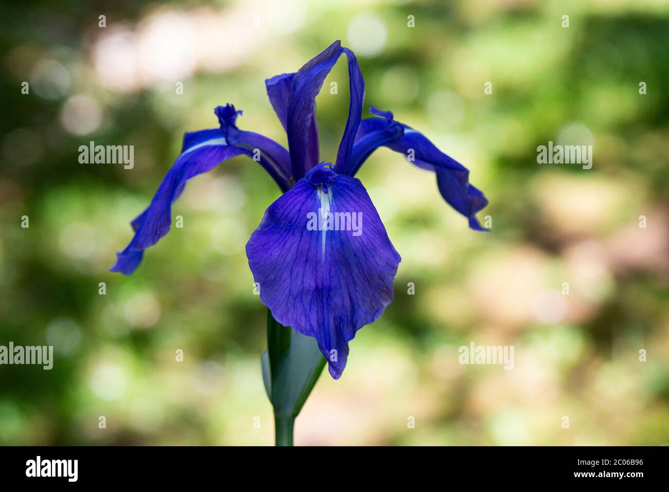 The flower of a variegated Japanese iris (Iris laevigata 'Variegata') Stock Photo