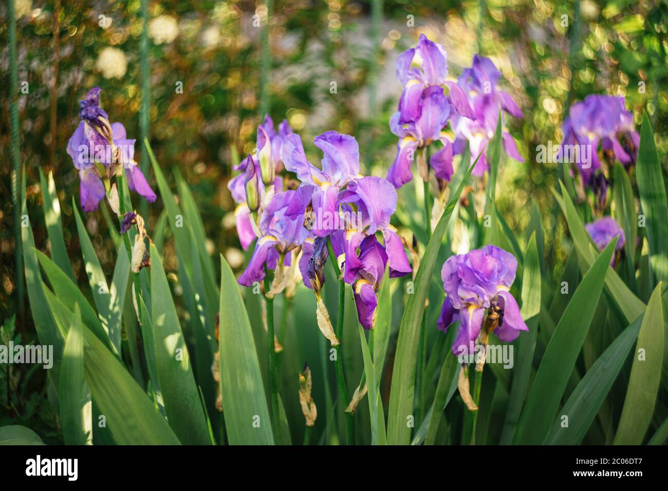 Beautiful purple Iris flowers in a garden.  Selective focus. Stock Photo