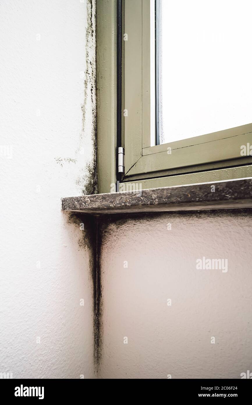Damp and black mold growth problem around a window at home. Stock Photo