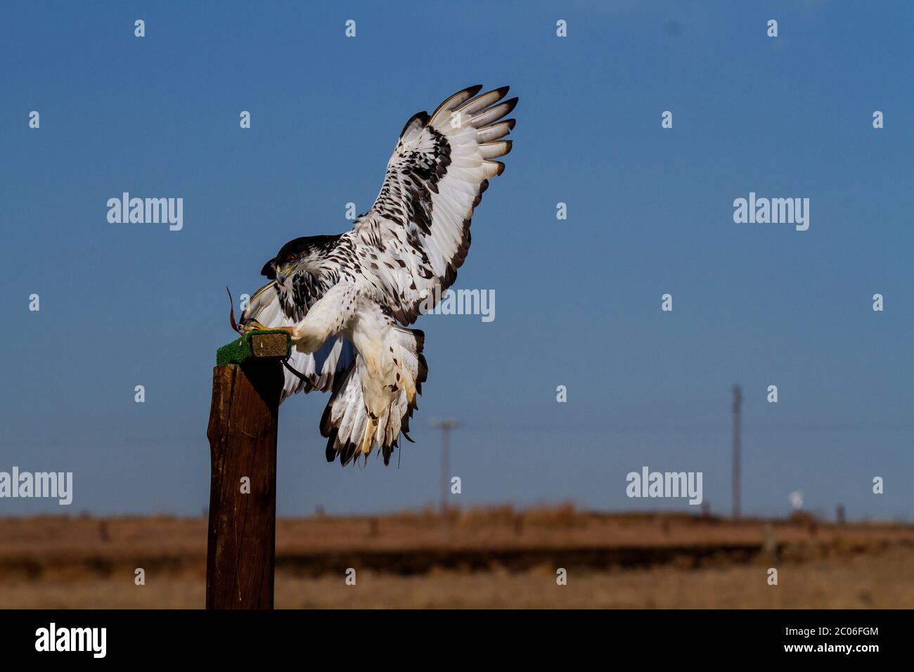 bird of prey in flight Stock Photo