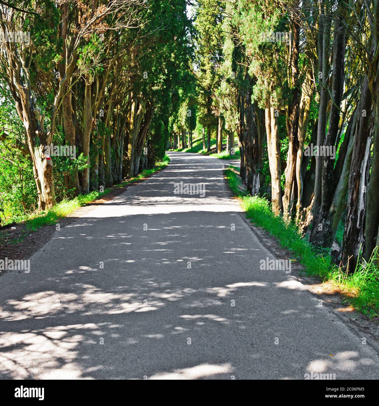 Straight road with tree canopy hi-res stock photography and images - Alamy