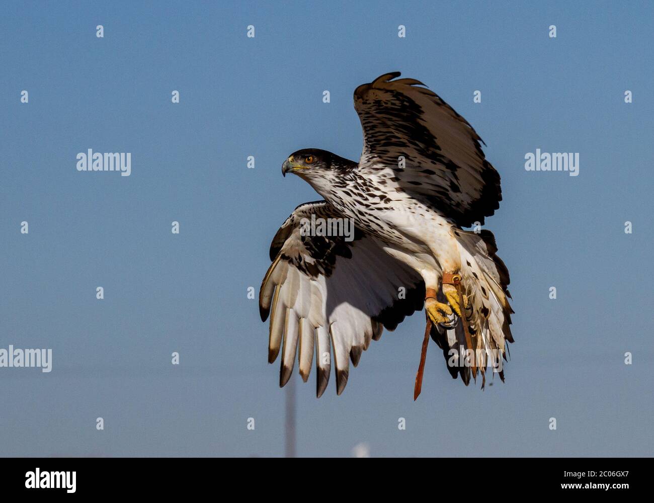 bird of prey in flight Stock Photo