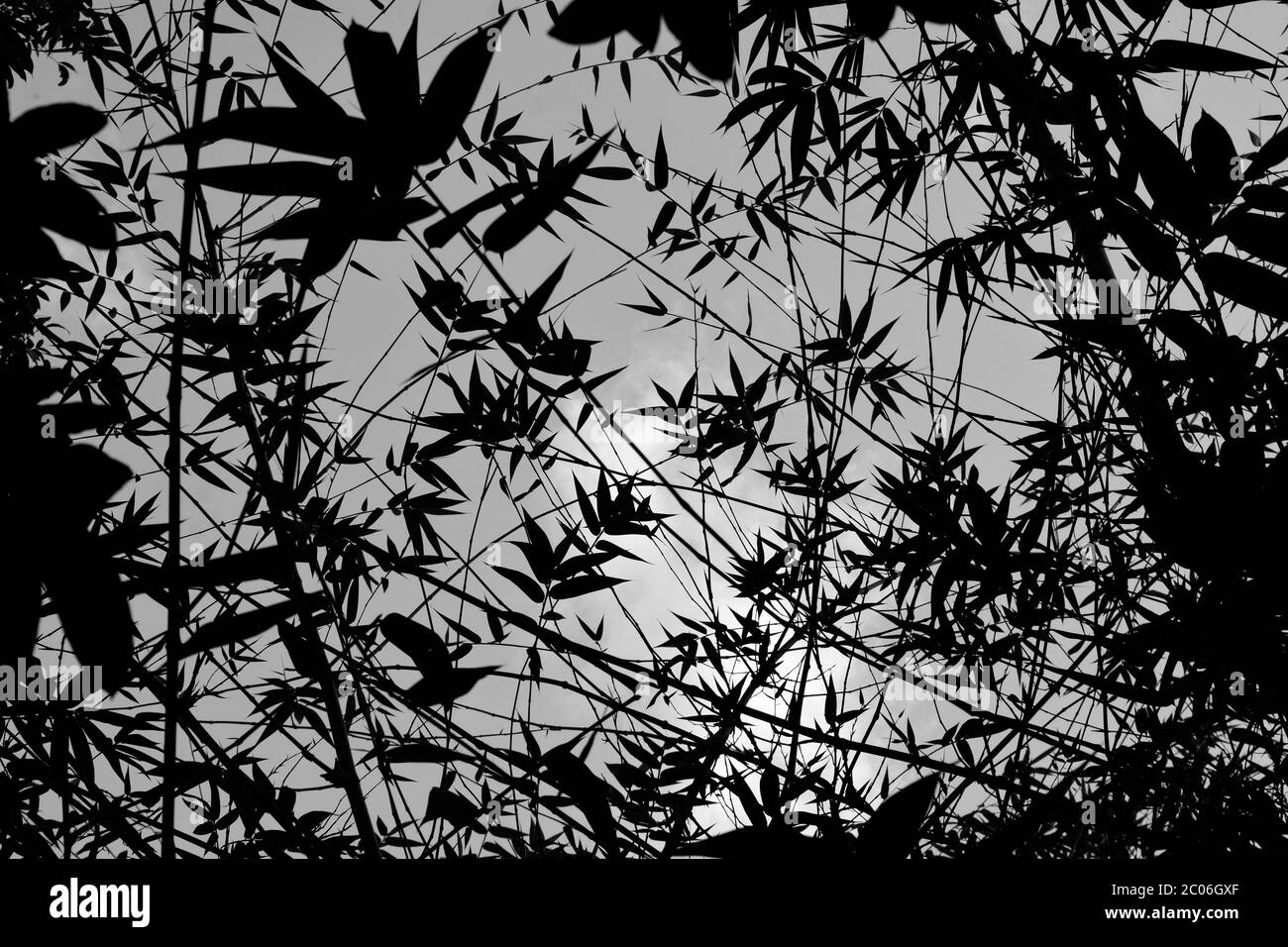 Bamboo leaves textures and patterns isolated black and white background Stock Photo