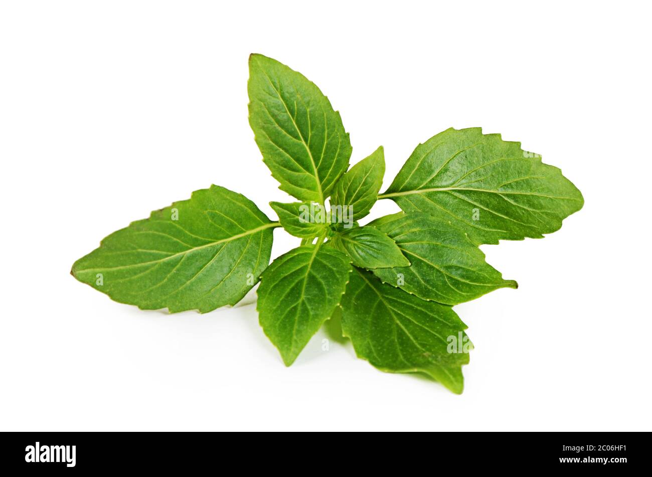 Branch of basilicas isolated on white Stock Photo