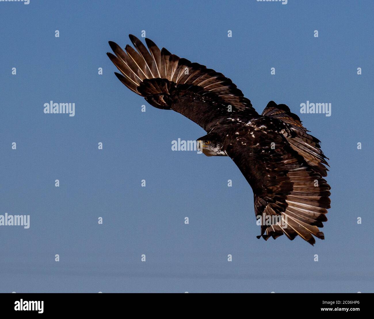 bird of prey in flight Stock Photo