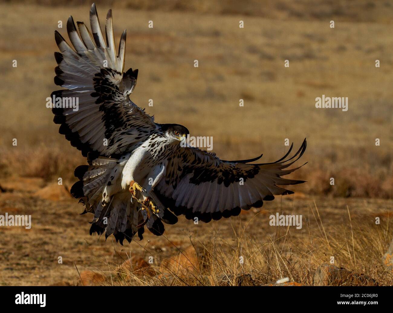 bird of prey in flight Stock Photo